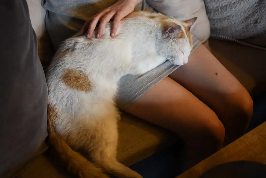 The Real Reason Cat Purring Makes Humans Feel Better [Science Explained]